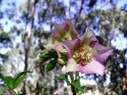 Helleborus DoublePink x DoubleWhite seedling